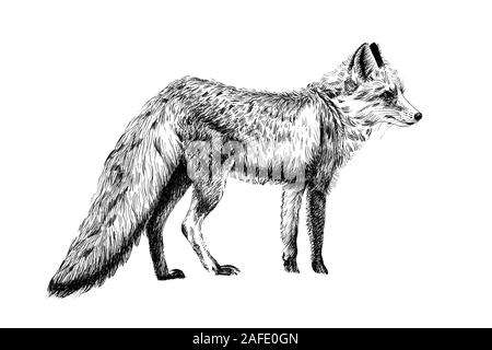 Disegnata a mano fox, disegna la grafica illustrazione in bianco e nero su sfondo bianco (originali, senza tastatura) Foto Stock