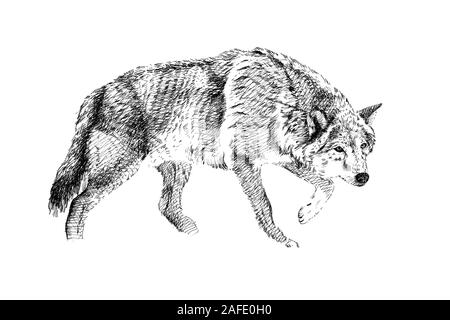 Disegnata a mano Wolf, disegna la grafica illustrazione in bianco e nero su sfondo bianco (originali, senza tastatura) Foto Stock