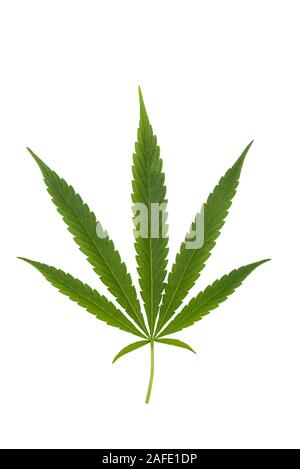 Cannabis leaf, marijuana isolate su sfondo bianco. Foto Stock