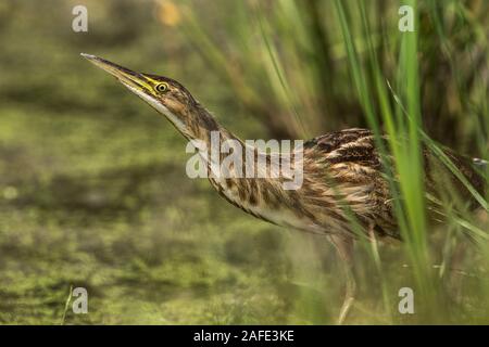 American tarabuso in canne Foto Stock