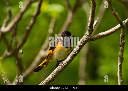 American Redstart Trillo appollaiato su un ramo. Foto Stock