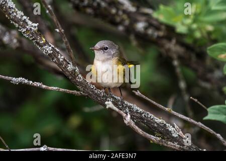 American Redstart Trillo appollaiato su un ramo. Foto Stock