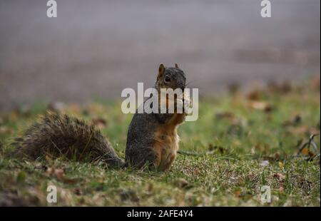 Indiana Fox Squirrel in piedi in erba mangiando. Foto Stock
