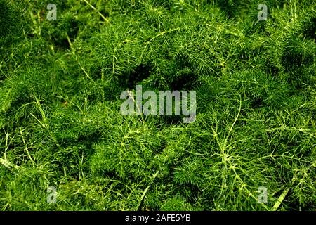 Impianto di finocchio con feathery verde foglie in sole primaverile, Foeniculum vulgare pianta con foglie aromatiche Foto Stock