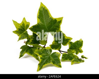 Giallo variegato delle foglie di hardy evergreen edera rampicante, Hedera helix 'Goldchild' su sfondo bianco Foto Stock