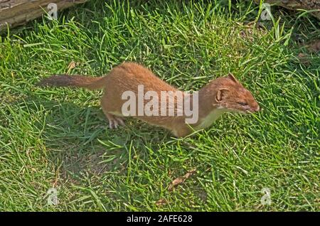 Ermellino Mustela erminea REGNO UNITO Foto Stock