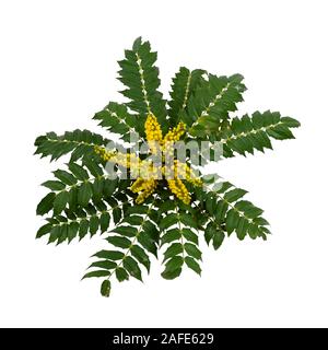 Montante picchi di fiori e foglie pungenti di hardy arbusto sempreverde, Mahonia x media "sole invernale" su sfondo bianco Foto Stock