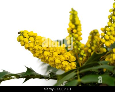 Montante picchi di fiori della fioritura invernale, leavef pungenti hardy arbusto sempreverde, Mahonia x media "sole invernale". Foto Stock