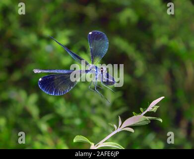 Ebano jewelwing (Calopteryx maculata) pronti a sbarcare su una foglia, Georgia, Stati Uniti d'America. Foto Stock