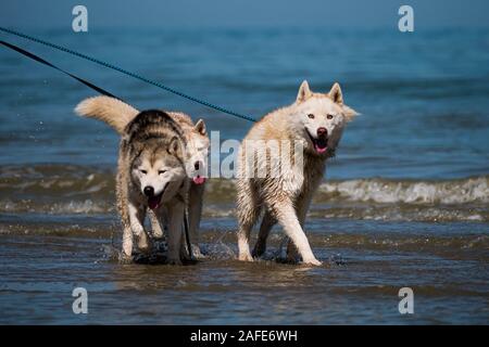 Siberian Husky al guinzaglio di godersi il mare Foto Stock