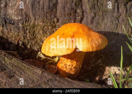 Jack-o'lanterna fungo su un moncone durante l'autunno Foto Stock