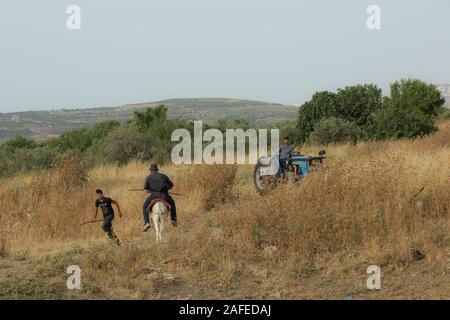 Palestinesi residenti in un campo sassoso infestati da erbacce di secco e spine fotografato in Cisgiordania vicino Gidi Junction Palestina / Israele Foto Stock