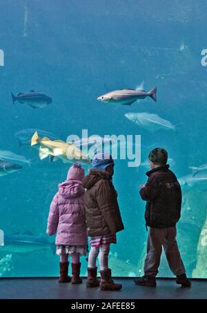 I bambini a guardare le enormi di acqua fredda acquario marino a Atlanterhavsparken in Aalesund, a nord-ovest della Norvegia Foto Stock
