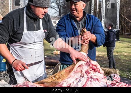 Sibiu, Romania - 14 dicembre 2019. Macellerie la macellazione di un suino seguenti la tradizione rumena prima di Natale Foto Stock