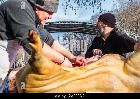 Sibiu, Romania - 14 dicembre 2019. Macellerie la macellazione di un suino seguenti la tradizione rumena prima di Natale Foto Stock