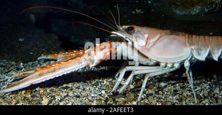 Scampi, nephros norvegicus, in stretta fino Foto Stock