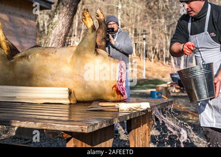 Sibiu, Romania - 14 dicembre 2019. Macellerie la macellazione di un suino seguenti la tradizione rumena prima di Natale Foto Stock