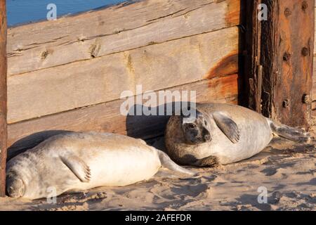 Spiaggia Horsey grigio colonia di foche (Halichoerus grypus) in Norfolk, Regno Unito, durante l'inverno (dicembre) - due cuccioli di foca accanto a una struttura di frangionde Foto Stock