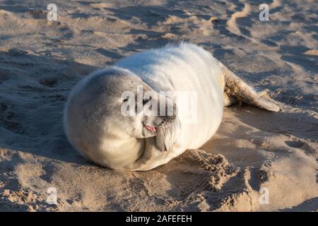 Spiaggia Horsey grigio colonia di foche (Halichoerus grypus) in Norfolk, Regno Unito, durante l'inverno (dicembre) - guarnizione giovane cucciolo con pelliccia bianca Foto Stock