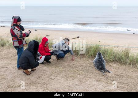 Spiaggia Horsey grigio colonia di foche (Halichoerus grypus) in Norfolk, Regno Unito, durante l'inverno (dicembre) - ai visitatori la visione di un cucciolo sul percorso Foto Stock