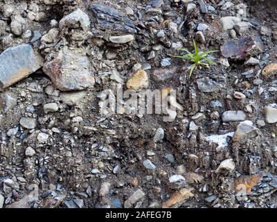 Sfondo colorato di pietre e terra con una piccola pianta verde Foto Stock