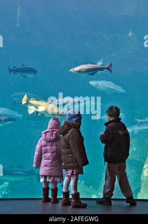 I bambini a guardare le enormi di acqua fredda acquario marino a Atlanterhavsparken in Aalesund, a nord-ovest della Norvegia Foto Stock