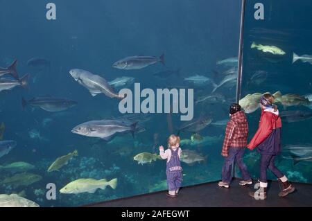 I bambini a guardare le enormi di acqua fredda acquario marino a Atlanterhavsparken in Aalesund, a nord-ovest della Norvegia Foto Stock