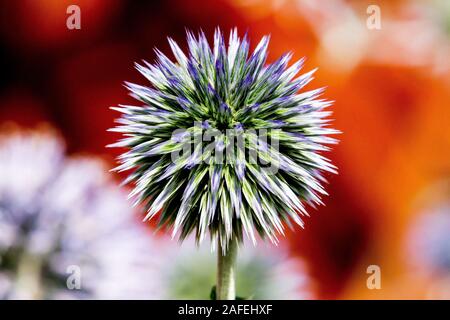 Echinops in giardino Foto Stock