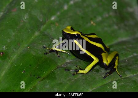 Una a tre strisce veleno rana nella foresta pluviale amazzonica Foto Stock