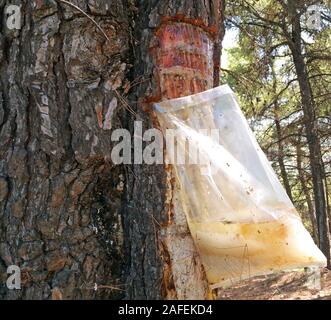 Estrazione di succo di pino dalla corteccia in Grecia Foto Stock