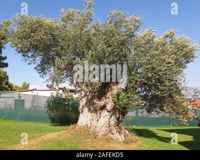 Molto bello cresce un vecchio albero di olivo in Grecia Foto Stock