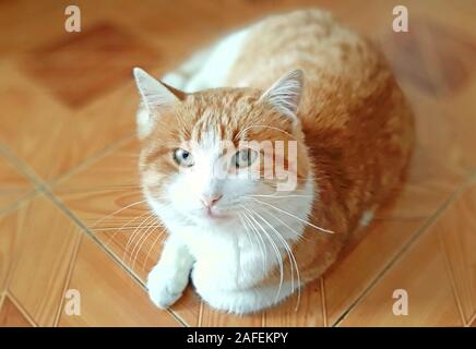 Bel gatto ritratto sullo sfondo marrone Foto Stock