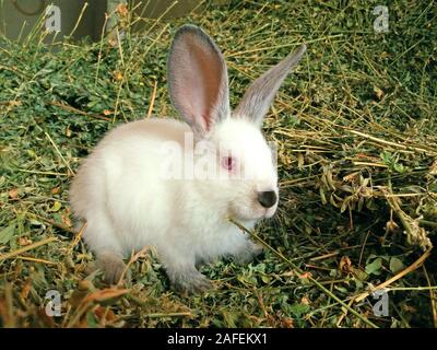 Carino bianco e bunny in attesa per la sua mamma Foto Stock