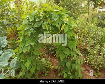 Fagioli cresce in giardino su un supporto in legno Foto Stock