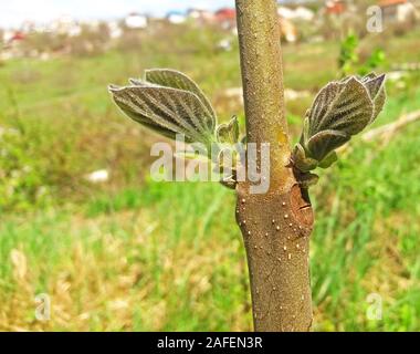 Paulownia tomentosa, cominciò a crescere nuove foglie in primavera Foto Stock