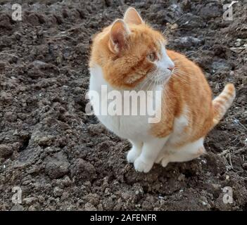 Un bel colore arancione-gatto bianco guarda curiosamente e divertimento Foto Stock