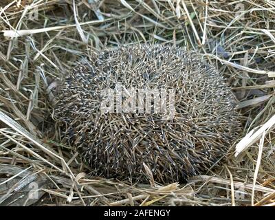 Un riccio entra in modalità di ibernazione in erba secca dello sfondo. Foto Stock