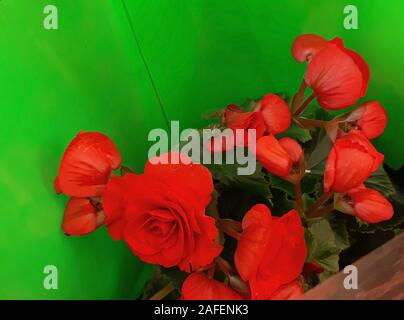 Bellissimi fiori di colore rosso sulla vendita, in una lamina di verde Foto Stock