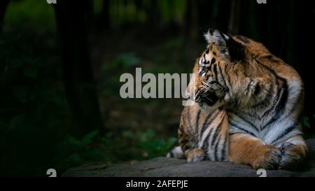 Giovani tigre nel profilo laterale in allerme seduto su una roccia Foto Stock