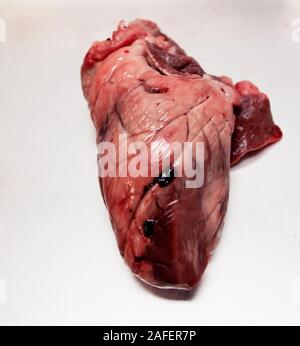 Chiudere fino a un animale di cuore in un vassoio per la dissezione in una scuola lezione di scienze Foto Stock