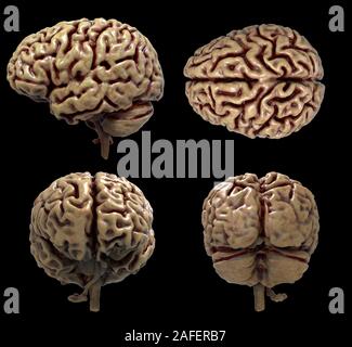 Resa realistica del cervello umano anatomia - modello tridimensionale Foto Stock