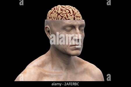 Resa realistica del cervello umano anatomia - modello tridimensionale Foto Stock