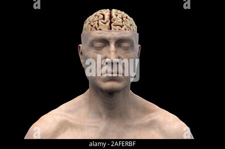 Resa realistica del cervello umano anatomia - modello tridimensionale Foto Stock