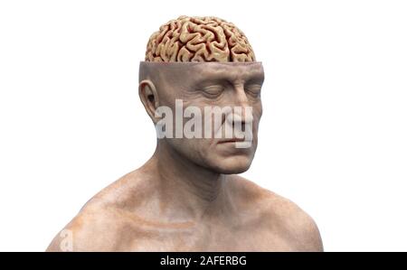 Resa realistica del cervello umano anatomia - modello tridimensionale Foto Stock
