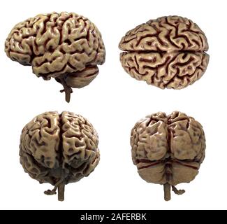 Resa realistica del cervello umano anatomia - modello tridimensionale Foto Stock