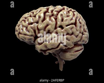 Resa realistica del cervello umano anatomia - modello tridimensionale Foto Stock