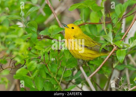 Trillo giallo (Setophaga petechia) Foto Stock