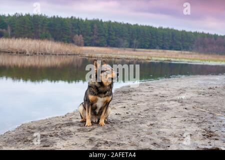 Ritratto di un cane all'esterno. Wolfdog seduti sulla riva del fiume in autunno Foto Stock