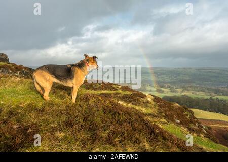 Cane guardando un arcobaleno su una campagna a piedi su Burley Moor, West Yorkshire, Regno Unito Foto Stock