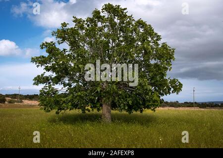 Un comune fig tree (Ficus carica) in un campo nella campagna di Formentera in primavera (Pityusic, isole Baleari, Spagna) Foto Stock